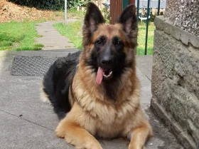 German Shepherd (Alsatian)