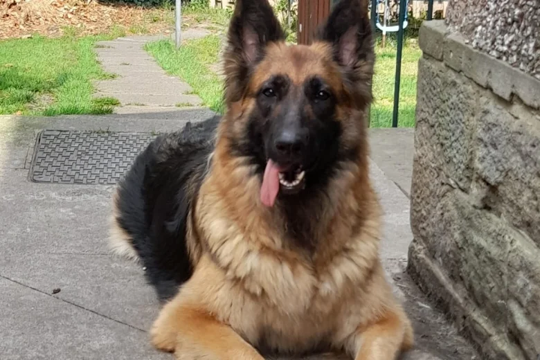 German Shepherd (Alsatian)