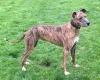 Lurcher