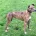 Lurcher