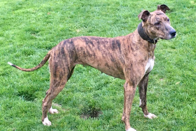 Lurcher