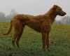 Lurcher