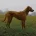 Lurcher