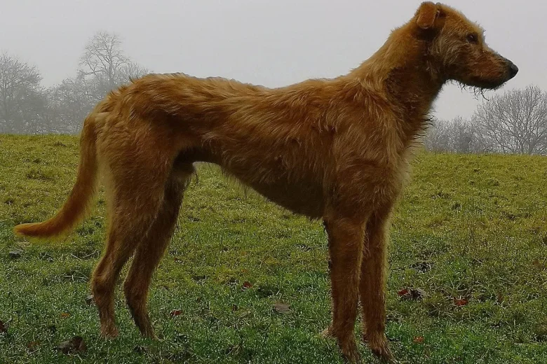 Lurcher