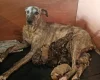 Lurcher