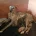 Lurcher