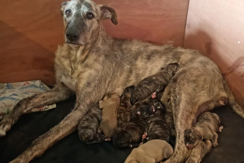 Lurcher