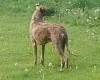 Lurcher