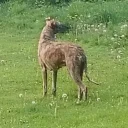 Lurcher