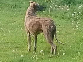 Lurcher