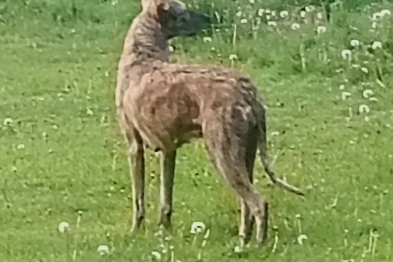 Lurcher