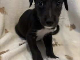 Lurcher