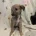 Lurcher