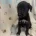 Lurcher