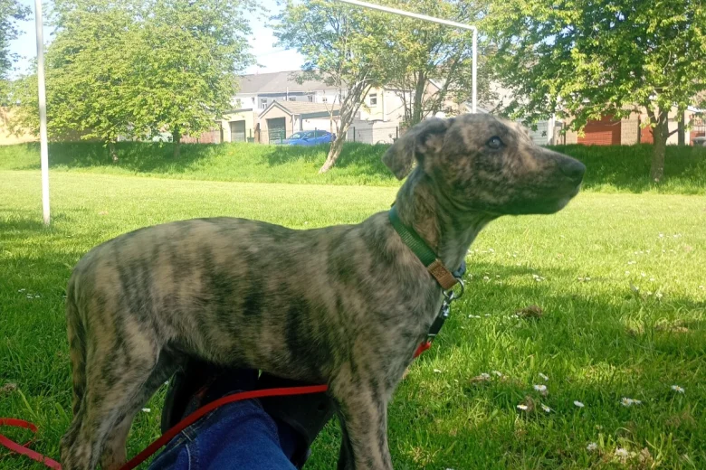 Lurcher