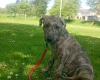 Lurcher