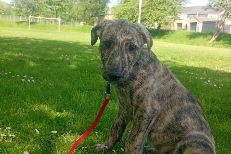 Lurcher