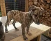 Lurcher