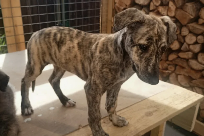 Lurcher