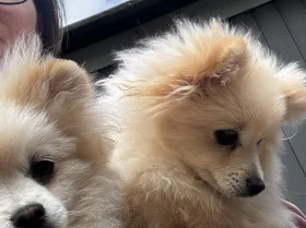 Pomeranian