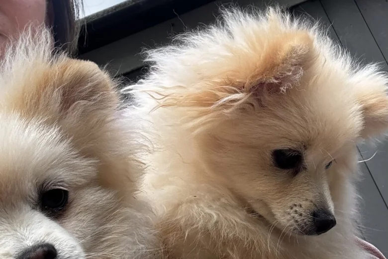 Pomeranian