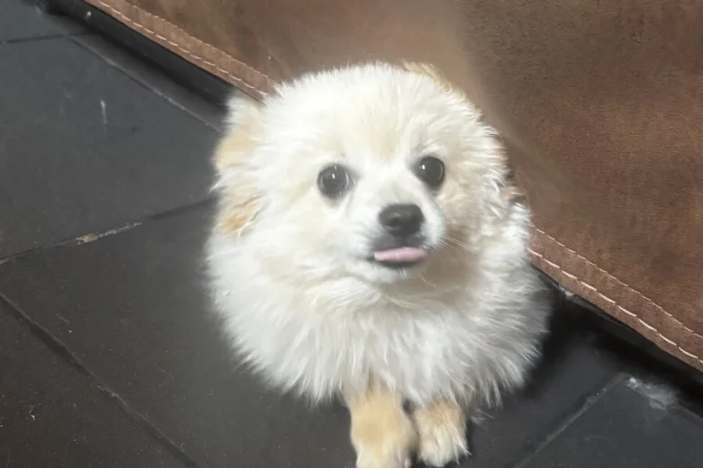 Pomeranian