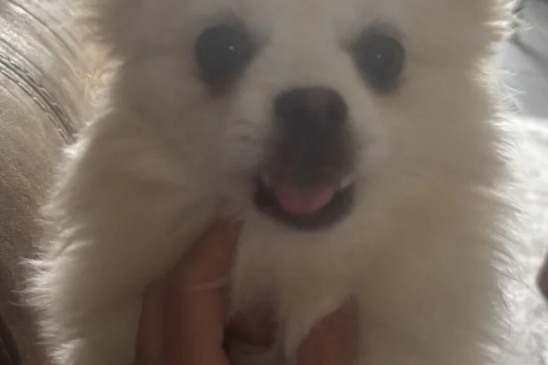 Pomeranian