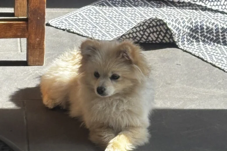 Pomeranian