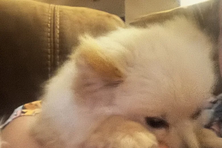 Pomeranian