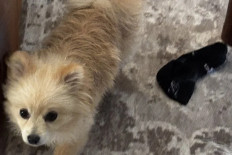 Pomeranian
