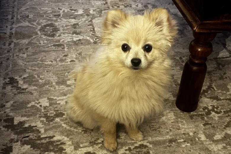 Pomeranian
