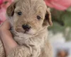 Maltipoo