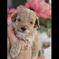Maltipoo