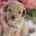 Maltipoo
