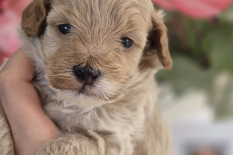 Maltipoo