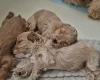 Maltipoo