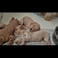 Maltipoo