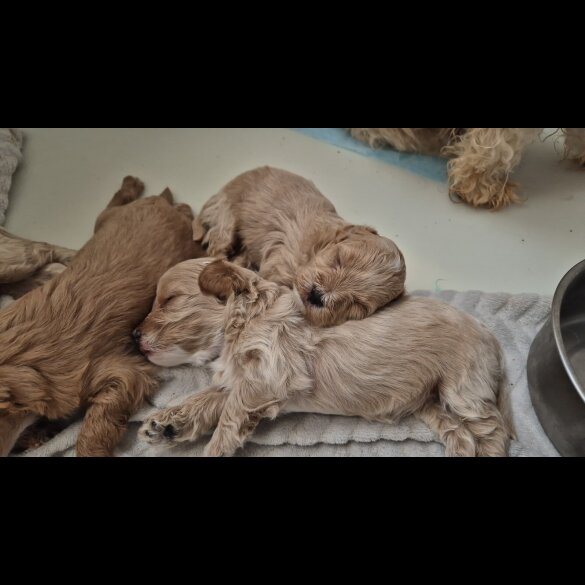 Maltipoo