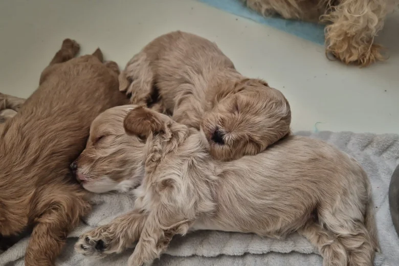 Maltipoo