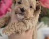 Maltipoo