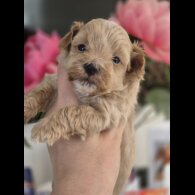 Maltipoo