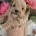 Maltipoo