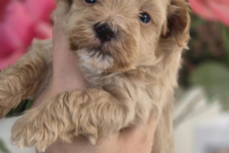 Maltipoo