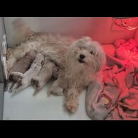 Maltipoo