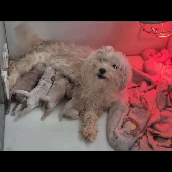 Maltipoo