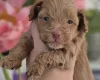 Maltipoo