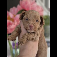 Maltipoo