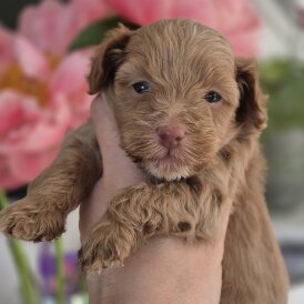 Maltipoo