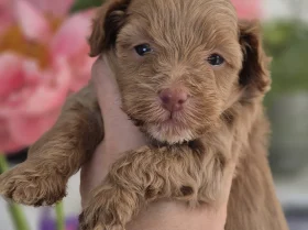 Maltipoo