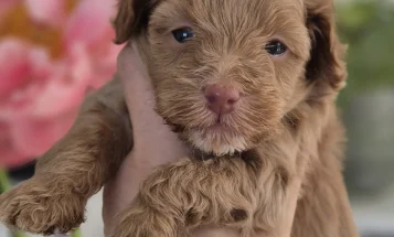 Maltipoo